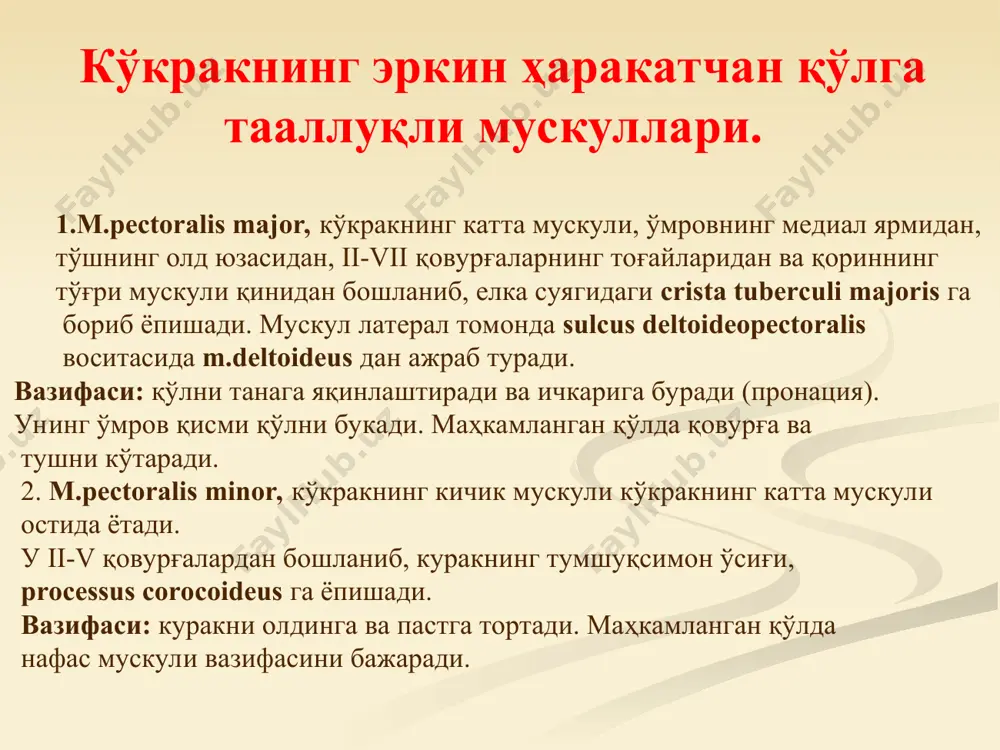 га қин ҳосил бўлади. апоневрознинг олд ва орқа варақлари яна медиал томонда бирлашиб, linea alba соҳасида қарама-қарши томоннинг бир хил тузилмаси билан битишиб кетади. мускул ўзининг ташқи ва ички юзасида фасция билан қопланган. 2. qorinning ichki qiyshiq mushagi қорин мускуллари. m.transverses abolominis қориннинг кўндаланг мускули. қорин мускулларининг ичкари ва юпқасидир. қориннинг кўндаланг мускули пастки 6 та қовурғаларнинг ички юзасидан бошланади. пастдан ва орқадан fascia thoracolumbalis нинг чуқур варағидан, энг пастда эса ёнбош суяги қирраси ва чов бойламининг латерал 3/2 қисмидан бошланади. мускул толалари кўндаланг ҳолда олдинга ва медиал томонга юради ва кенг апоневрозни ҳосил қилади. қориннинг кўндаланг мускули апоневрози қориннинг юқори қисмида m.rectus abdominis нинг орқасидан, пастки қисмида эса m. rectus abdominis нинг олдидан ўтиб, қориннинг оқ чизиғига қўшилади. мускул ички томондан fascia transversalis билан қопланган. 3. qorinning ko’ndalang mushagi қориннинг олд гуруҳ мускуллари 1.m.rectus abdominis, қориннинг тўғри мускули, linea mediana anterior нинг икки ёнида ётади. мускулнинг тутамлари вертикал йўналган. …
