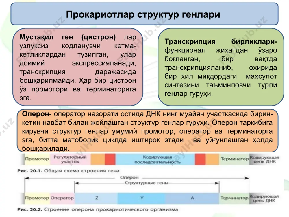 hi 5 tur - n 1, n 2a, n 2v, nz va n4 oqsillar mansubdir. barcha 5 tipdagi giston genlari 6900 j.n. o'lchamdagi klasterlarga birlashgan, genomda turli ko'rinishlarda ko'p marta takrorlangan, xromosomalarda rrnk genlarida intronlar bo'lmaydi, shu sababli gts juftligi nisbiy tuzilmasi dnk o'rtacha qiymatidan birmuncha yuqori; genlar o'zaro speyserlar orqali ajratilgan bo'lib, bir xil ketma - ketlikda klasterlarga joylashtirilgan. giston genlarining o'ziga xos xususiyatlariga intronlarning yo'qligi va gc juftlarining yuqori miqdorda bo'lishi kiradi, masalan, inson genomid a ularnineg nisbiy tarkibi 0,39 ni tashkil qiladi. aksariyat eukariot turlar va odamlarda besh tipdagi gistonlarning barchasi uchun yagona dnk zanjiri kodlovchi hisoblanadi. ushbu dnk zanjiridan transkriptsiya jarayonida beshta giston oqsili haqidagi ma'lumotga ega bir butun pre-mrnk molekulasi shakllanadi. bu pre -mrnk etilgach beshta alohida giston mrnk larga bo'linadi. 1) onkogenlar — ularning ekspressiyasi hujayralarning ko'payishi va ularning transformatsiyasini boshqaruvchi mexanizmlarni o'ziga bo'ysundiradi. (podavlyaet). 2) protoonkogenlar — sutemizuvchilar normal hujayralaridagi tuzilishi bo'yicha rnk …