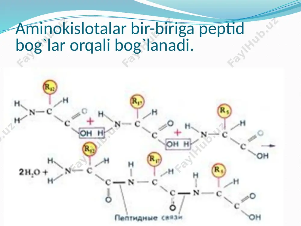 oqsillar haqida umumiy ma`lumot - Page 4