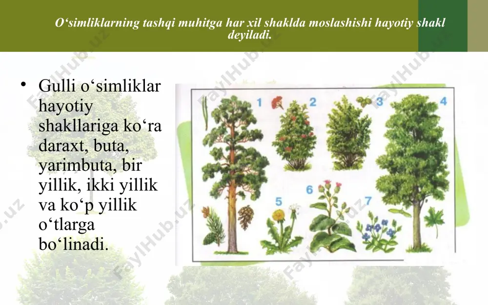, sholg‘om, sigirquyruq va boshqalar kiradi lavlagi bir yillik o‘tlar nihoyatda xilma-xil bo‘lib, ular bir yil ichida o‘sadi, gullaydi va meva (urug‘) tugib, o‘z hayotini tugatadi. o‘zbekistonda uchraydigan o‘simliklarning yarmidan ko‘prog‘ini bir yillik o‘simliklar tashkil etadi. ularga oq sho‘ra, jag‘jag‘, machin, qora ituzum, baliqko‘z va boshqalar kiradi. ageratum qishloq xo‘jaligida o‘stiriladigan madaniy o‘simliklarning juda ko‘pchiligi bir yillik o‘simliklardir. bularga g‘o‘za, bug‘doy, arpa, zig‘ir, yeryong‘oq, mosh, no‘xat, sholi, pomidor, qalampir, qovun, tarvuz, rayhon va boshqalar kiradi. bir yillik o‘tlar orasida juda mayda, yer yuzidan 5–20 sm ko‘tarilib o‘sadigan momaqaldirmoq, qo‘ytikan kabilarni, bo‘yi 1 m ga yetadigan va, hatto, undan ham oshadigan kanakunjut, makkajo‘xori hamda kanopga o‘xshash o‘simliklarni ham ko‘plab uchratish mumkin. savol va topshiriqlar daraxtlar, butalar, yarimbutalar ko'p yillik o'tlardan nimasi bilan farq qiladi? yarimbutalarga xos qanday belgilarni bilasiz? qishloq xo'jaligida o'stiriladigan bir yillik o'simliklarga misol keltiring. ularni madaniy o'simlik deyish mumkinmi? nima uchun? image2.jpeg image3.jpeg image4.jpeg image5.jpeg image6.jpeg image7.jpeg image8.jpeg …