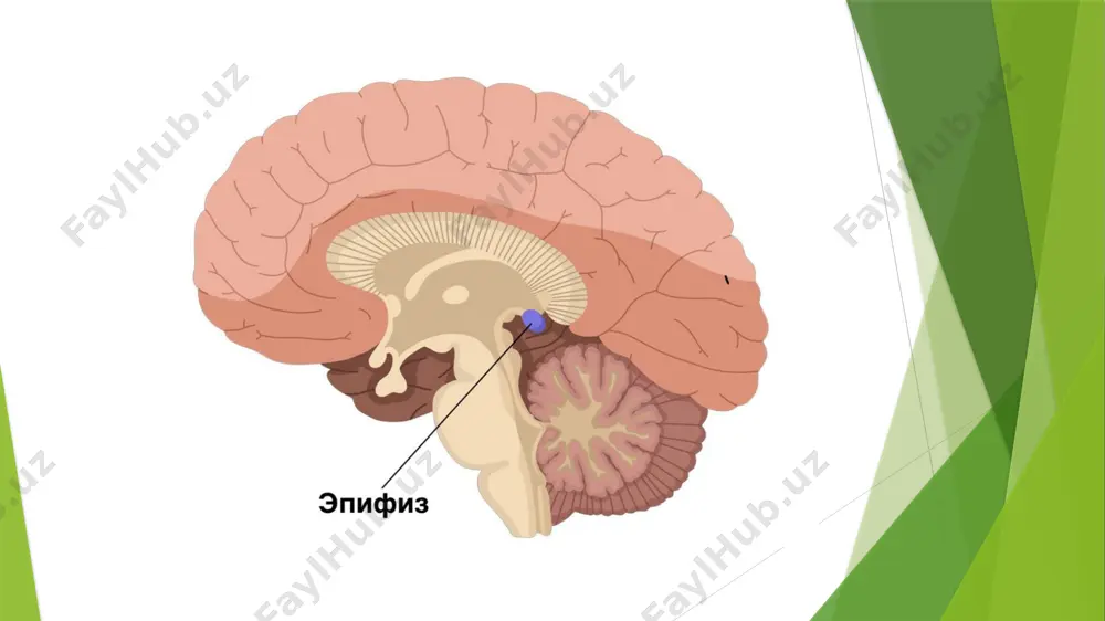 intezi boshlanadi. melatonin ishlab chiqarilishining mexanizmi 1. yorug‘lik-qorong‘ilik sikli orqali boshqariladi. 2. ko‘z to‘r pardasidagi retseptorlar yorug‘likni sezadi. 3. bu axborot gipotalamusdagi supraxiazmatik yadro (scn) ga uzatiladi. 4. scn orqali simpatik asab tizimi orqali epifizga signal boradi. 5. qorong‘ilikda bu signal noradrenalin vositasida pinealotsitlarni faollashtiradi. 6. natijada serotonin melatoninga aylantiriladi. epifiz bezining o‘zgarishlari va kasalliklari 1. qariyoshda kaltsifikatsiyalanadi — bu holat “mozgovoy qum” deb ataladi (acervulus cerebri). 2. melatonin ishlab chiqarilishi yosh bilan kamayadi – bu qarish jarayonlariga ta’sir qilishi mumkin. 3. epifiz shishi (pinealoma) – kam uchraydi, lekin bosh og‘rig‘i, ko‘rish buzilishi, gormonlar disbalansi bilan kechadi. 4. uyqu buzilishi – melatonin yetishmovchiligida paydo bo‘ladi. image1.jpeg image2.jpeg /docprops/thumbnail.jpeg