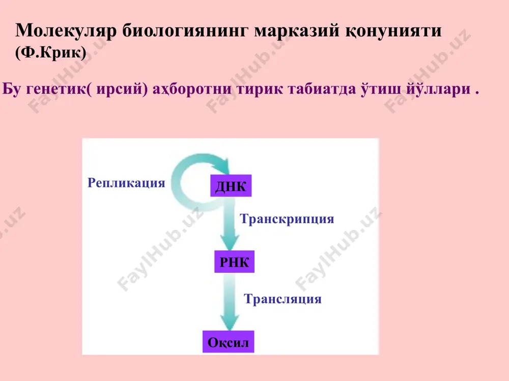 3 – 20 минг. ж.н. ҳужайрани хар бир бўлинишида хромосоманинг теломер участкалари 50 ж.н. қисқаради *