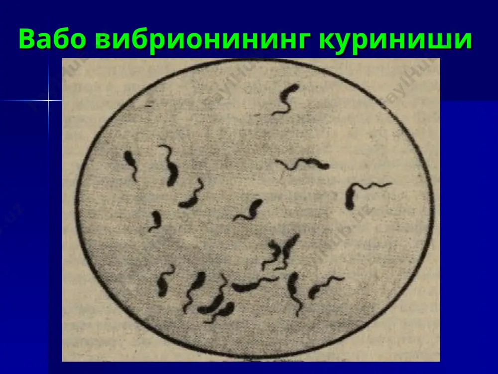 м булган эритманинг микдори куйидаги формула оркали хисобланади: v=p х ii/6 х 10=мл/с v – 1 соат давомида бемор ичиши лозим булган эритма микдори, мл хисобида; p – бемор танасининг огирлиги, кг; ii – сувсизланиш даражаси, %; 10 – коэффицент. бирлмачи регидратацион муолажа даврида беморнинг кайт килиш ва нажас билан йукотаётган хамда кабул килаётган эритмасининг микдори аник хисобга олинади ва реанимацион варакага кайд килинади. регидратация даврида асосан филлипсни №1 эритмаси иситилган (38,0-40,0˚с) холда минутига 100-120 мл тезликда томирдан юборилади. эритмани лозим булган хажми филлипс формуласи буйича хисобланади: v = 4 х 10³ х (д-1,025) х р v – керак булган эритманинг хажми, мл; 4,10³ - коэффицент; д – бемор кони плазмасининг нисбий зичлиги; 1,025 – соглом кишилардаги плазманинг нисбий зичлиги курсаткичи. томирдан юборишга мулжалланган полиионли изотоник эритмалар эритмалар тузларнинг микдори, г/л ишкорий буфер nacl kcl бошка тузлар трисоль na гидрокарб. 4,0 5,0 1,0 – дисоль натрий ацетат 2,0 6,0 – …