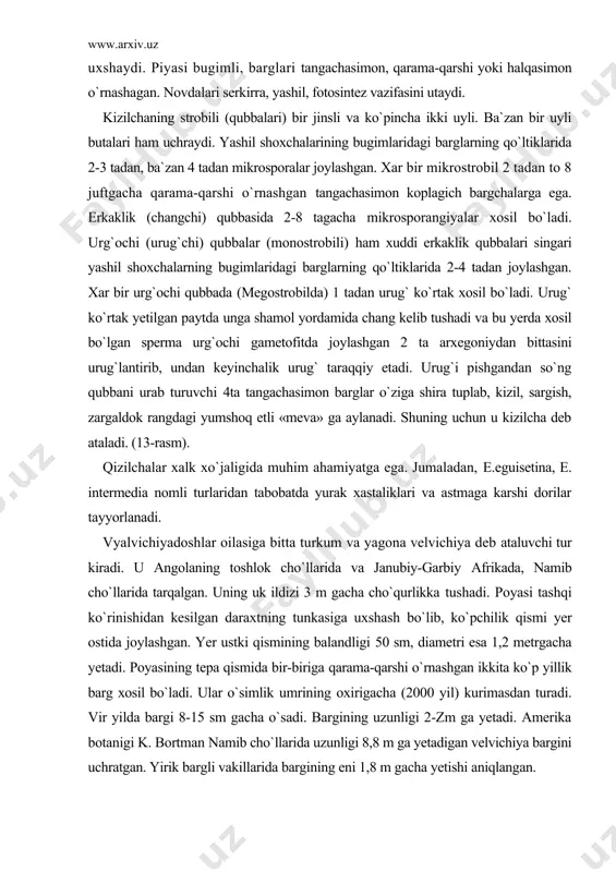 h bo`lib, ko`pchilik qismi yer ostida joylashgan. yer ustki qismining balandligi 50 sm, diametri esa 1,2 metrgacha yetadi. poyasining tepa qismida bir-biriga qarama-qarshi o`rnashgan ikkita ko`p yillik barg xosil bo`ladi. ular o`simlik umrining oxirigacha (2000 yil) kurimasdan turadi. vir yilda bargi 8-15 sm gacha o`sadi. bargining uzunligi 2-zm ga yetadi. amerika botanigi k. bortman namib cho`llarida uzunligi 8,8 m ga yetadigan velvichiya bargini uchratgan. yirik bargli vakillarida bargining eni 1,8 m gacha yetishi aniqlangan. velvichiyalar 2 uyli o`simlik. ularning strobillari barg qo`ltig`ida taraqqiy etadi. erkaklik (changchi) qubbasi o`q va qoplagich bargdan iborat. urg`ochi (urug`chi) qubbasi ham ukdan va unda o`rnashgan tangacha barglardan to`zilgan. velvichiyalar xashoratlar yoki shamol yordamida changlanadi. urg`ochi qanotchali, 2 urug`pallali, urug`i unib chiqkandan so`ng urug` palla barglari 2-3 yilgacha saqlanadi. gnetumdoshlar oilasi (cnetaceae) ga bitta turkum (gnetum - cnetum) va 30 ga yaqin tur kiradi. ular asosan sernam tropik mamlakatlarda, janubiy-sharkiy osiyo, malayziya, janubiy amerika va afrikada …