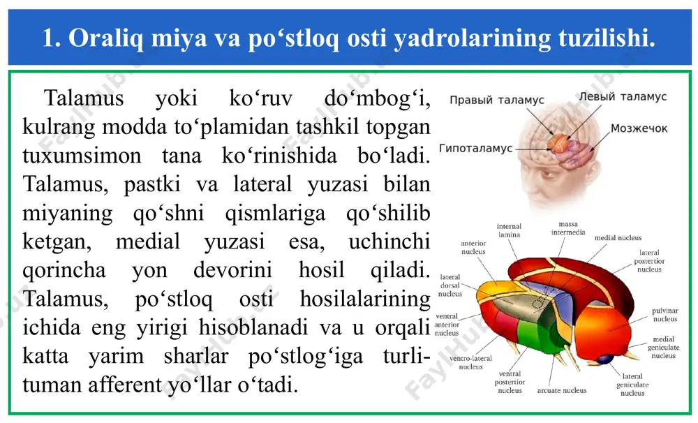 ilishi. lateral gipotalamus – yadrosiz soha boʻlib, unda miyaning stvol qismidagi yuqori va pastki boʻlimlariga boradigan yoʻllarni shakllantiradigan oʻtkazuvchi elementlar mujassamlashgan. lateral gipotalamusdagi asab hujayralari diffuziyali joylashgan. umuman olganda, gipotalamus – muhim integrativ markaz sifatida miyaning turli boʻlimlari bilan, koʻp sonli afferent va efferent aloqalarga ega. gipotalamus – harakatga yoki motivatsiyaga (intilishga) biologik hohishni shakllantirishda qatnashuvchi asab markazi sifatida, miyaning limbik tizimi bilan yaqindan bogʻliqdir. 3. gipotalamusning vegetativ va haroratni boshqaruvni, xulq-atvor reaksiyalarni boshqarishdagi ishtiroki. gipotalamusda ikkita funksional differentsiyalangan soha ajratiladi (v.gess, 1954). ushbu sohalardan birini, ya’ni orqa miya va lateral sohalarni elektr qoʻzgʻatgich bilan ta’sirlash, tipik somatik samaralarni chaqiradi, ya’ni koʻz qorachiqlarining kengayishini, qon bosimining ortishini, yurak qisqarishlari chastotasinining ortishi, ichak peristalikasini toʻxtashini va boshqalarni. aksincha, ushbu sohaning buzilishi, simpatik asab tizimi tonusining uzoq muddat pasayishiga va yuqorida qayd qilingan koʻrsatgichlarning barchasini keskin farq qiladigan orqa sohasi – ergotrop deb nomlanadi. 3. gipotalamusning vegetativ va haroratni boshqaruvni, xulq-atvor reaksiyalarni …