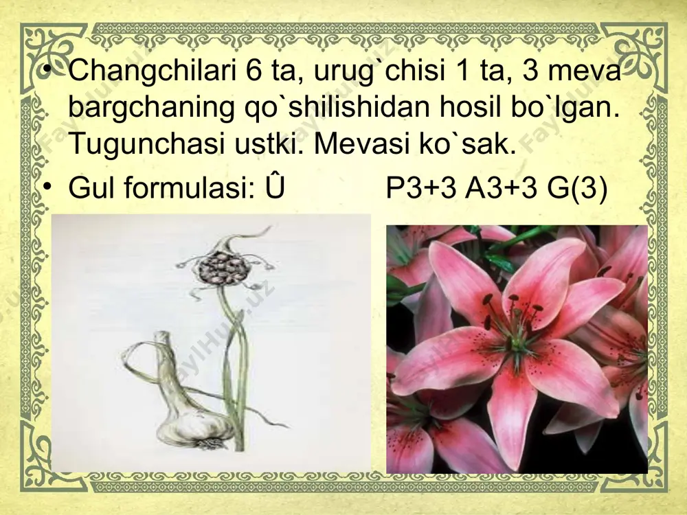 lolanamolar qabilasi taqdimoti - Page 5
