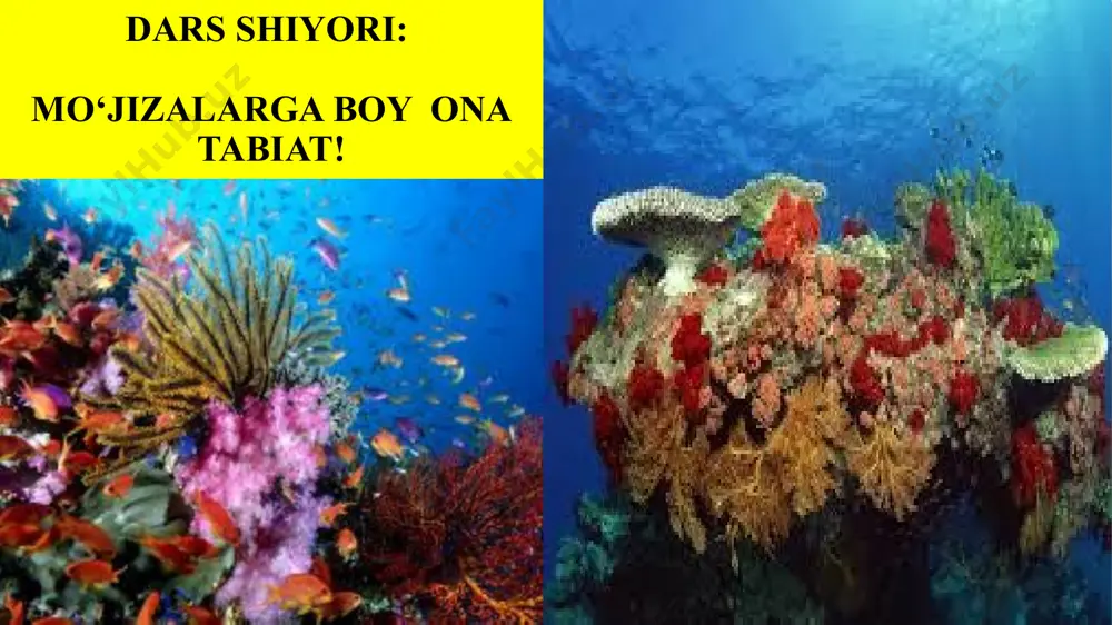 teng? masalalar nima sababdan steam yo’nalishi 1-laminariya o’simligidan yapon milliy taomi sushi tayyorlash jarayoni o’rgatildi.{tehnalogiya} 2-laminariya o’simligi yuzasini topish o’quvchilarga vazifa qilib berildi{matematika} 3-aktdan foydalanildi 4-geografiyaga oid ma’lumotlar berildi 5- videorolik, test, sxema, suv o’tlar rasmlari o’quvchilarga taqdim etildi uyga vazifa: mavzuni o’qib, beshta test tuzib kelish. kitobda yapon laminariyasini bo’yi va eni berilgan, yuzasini toping. foydalanilgan adabiyotlar: 6-sinf biologiya darsligi, r.n.babayeva “botanika” kitobi, nambiolog.zn.uz; www.grandars.ru; e`tiboringiz uchun rahmat !!! 28 image1.jpg image2.jpg media1.mp4 image3.png image4.jpg image5.jpg image6.jpg image7.jpg image8.jpg image9.jpg image10.jpg image11.jpg image12.jpg image13.jpg image14.jpg