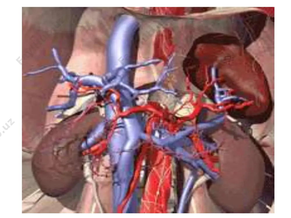 ning etiyalogiyasi juda ko'p, ammo, eng ko'p sababchilari bo'lib, glomerulonefrit, pielonefrit va boshqa sababli interstsial nefritlar hisoblanadi. sbye ning rivojlanishida qaysi etiologiyadan qatiy nazar morfologik o'zgarishlar bir hil bo'lib, glomeruloskleroz, interstsial fibroz, saqlangan nefronlarning gipertrofiyasi bilan kechadi. koptokchalar ichidagi gemodinamik o'zgarishlar gipertenziyada namoyon bo'lib, u koptokchalar arteriolalari tonusining pasayishi va rezervdagi buyraklar funksiyasining yo'qolishi tufayli ro'y beradi. patogenezi: sbye ning patogenezini 2 ta jarayon tashkil qiladi: 1. buyraklar parenhimasining sekinlik bilan sklerozga uchrashi va harakat qilayotgan nefronlar massasining kamayishi. 2. har bir nefrondagi koptokchalar filtrasiyasining kamayishi. bu o'z navbatida bazi bir biologik aktiv moddalarning to'planishiga, bazilarining esa etishmovchiligiga sabab bo'ladi. azot almashinuvining hosilalari, o'rta molekulyar og'irlikka (300-250 dalton) moddalar to'planib qoladi, juda kam miqdorda bo'ladi. patogenezi (davomi) bu molekulyar moddalar tarkibi paratgarmon, natriy uretik omil va boshqa turli hil ingibitorlar (dnk, gemoglobin, fagositoz sintezlari) ham kiradi. ular bilan uremik intoksikasiya bog'liqligi o'rganilgan. organizmda toksik moddalar ko'paygan holatda bir hil moddalarning …