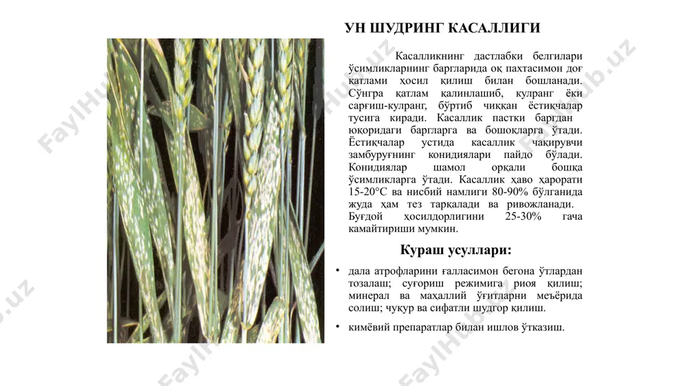 ustilaginomycetes (устилягиномицетес) синфи, ustilaginales (устилягиналес) тартиби, tilletiaceae (тиллециацеа) оиласига мансуб бўлган tilletia indica (тиллеция индика) тури қўзғатади. синоними neovossia indica (неовоссия индика). ғалла экинларининг карантин касалликлари буғдойнинг ҳинд (карнал) қоракуясини қўзғатувчи замбуруғ: tilletia indica – тиллеция индика синоними: neovossia indica – неовоссия индика буғдойнинг ҳинд қоракуяси географик тарқалиши: ватани – ҳиндистон. осиё – афғонистон, ироқ, ливан, мьянма, покистон, сурия, туркия, ҳиндистон, эрон; америка – мексика, ақш. ўзбекистонда ва бошқа мдҳ мамлакатларида карантин касаллик ҳисобланади. касалликнинг ўзбекистонга кириши ва тарқалиши хавфи мавжуд. ғалла экинларининг карантин касалликлари буғдойнинг ҳинд қоракуяси асосий хўжайин ўсимлиги - юмшоқ буғдой. чидамли навлар мавжуд эмас. пакана навлар узун бўйли навлардан кучлироқ зарарланади. ғалла экинларининг карантин касалликлари буғдойнинг ҳинд қоракуяси бошқа экинлардан қаттиқ буғдойнинг баъзи навлари, жавдар, тритикале, бошоқли ўтлардан эгилопс, ялтирбош, райграс ҳар хил даражада зарарланиши мумкин. қаттиқ буғдойнинг аксарият навлари зарарланмайди. ғалла экинларининг карантин касалликлари буғдойнинг ҳинд қоракуяси касаллик белгилари. ўсимликлар гуллаш пайтида гул орқали зарарланади …