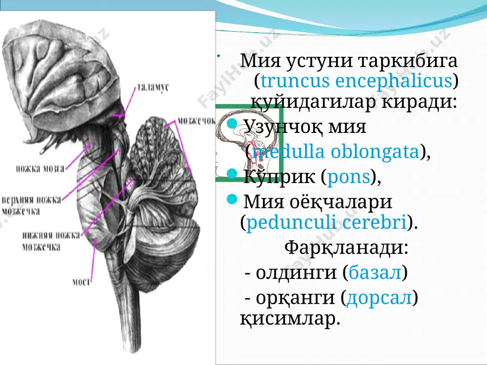 ашган.. латерал эгатчадан (sulcus lateralis anterior) биринчи бўйин сегменти илдизи ва тил ости нерви (п. hypoglossus) илдизи чиқади. орқанги латерал эгатчадан (sul. lateralis posterior) адашган (п. vagus) ва қўшимча (п. accessorius) нерв илдизлари чиқади ўрта эгатча (sulcus medianus) iv қоринчанинг туби бўлган ромбсимон чуқурчани иккита симметрик бўлакка бўлади. уларнинг хар бирининг пастки қисмида учбурчак шаклидаги, тил ости нерви (trigonum n. hypoglossi) учбурчаги номини олган медиал кўтарилма (eminentia medialis) жойлашган. бу соха тил ости нерви ядроси сохасидир медиал кўтарилма юқорида узоқлаштирувчи нерв (п. abducens) ва юз нерви ядросининг тиззаси билан чегараланган юз дўмбоғига (colliculus facialis) ўтади. ромбсимон чуқурчанинг латерал қисмида дахлиз-чиғанок нерви ядросига (n. vestibulocochlearis) яқинроқ вестибуляр майдон (area vesti-bularis) жойлашган узунчок мия ок моддасида орқа мияни марказдан қочувчи ва марказга интилувчи тизимларини давоми бўлган қўйидаги ўтказувчи йўллар жойлашган. : марказдан қочувчи — пирамидал тутам, рубро-спинал, қопқоқ-орқа мия, дахлиз-орқа мия йўллари орқанги кўндаланг тутам ва олдинги ретикуло-спинал йўл; марказга интилувчи — …