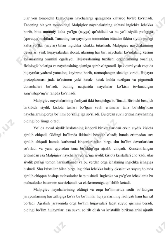aycha tananing orqa (elka) tomonidan, ikkitasi esa qorin tomonidan keladi. o’rta ichakning o’rta qismlarida, taxminan, qorin qismining uchinchi- to’rtinchi bo’g’imlari baravarida naychalar orqa tomonga qayriladi. tananing orqa tomonidan kelayotgan to’rtta naychaning o’rtadagi ikkitasi bir oz beriroqdan orqaga qayriladi, shuning uchun ham ular yon tomondan kelayotgan naychalarga qaraganda kaltaroq bo’lib ko’rinadi. tananing bir yon tomonidagi malpigiev naychalarining uchtasi ingichka ichakka borib, bitta umumiy kalta yo’lga (nayga) qo’shiladi va bu yo’l siydik pufagiga (qovuqqa) ochiladi. tananing har qaysi yon tomonidan bittadan ikkita siydik pufagi kalta yo’llar (naylar) bilan ingichka ichakka tutashadi. malpigiev naychalarining devorlari yirik hujayralardan iborat, ularning har biri naychalar ko’ndalang kesimi aylanasining yarmini egallaydi. hujayralarning tuzilishi organizmning yoshiga, fiziologik holatiga va naychasining qismiga qarab o’zgaradi. ipak qurti yosh vaqtida hujayralar yadrosi yumaloq, keyinroq borib, tarmoqlangan shaklga kiradi. hujayra protoplazmasi juda to’rsimon yoki katak- katak holda tuzilgan va pigmentli donachalari bo’ladi, buning natijasida naychalar ko’kish tovlanadigan sarg’ishqo’ng’ir rangda ko’rinadi. malpigiev naychalarining …