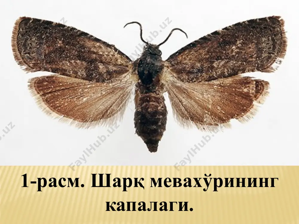шарқ мевахўри–grapholitha molesta busck - Page 5