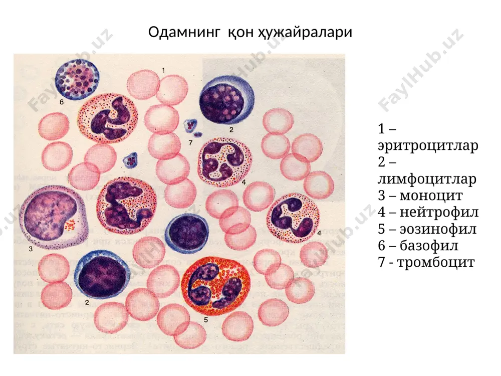 одамнинг қон ҳужайралари - Page 2