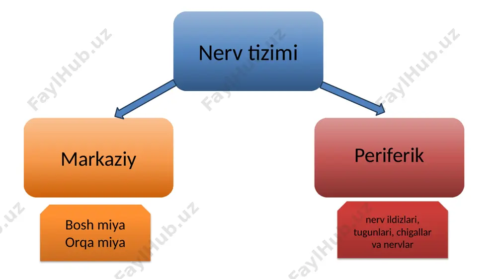 qismi segment deb ataiadi. orqa miyada 31 ta: 8 bo‘yin, 12 ta ko‘krak, 5 ta bel, 5 ta dumg‘aza va 1 ta dum segmentlari tafovut qilinadi. orqa miyaning oldingi yuzasidagi oldingi o‘rta yoriq (fissura mediana anterior) va orqa yuzasidagi orqa o‘rta egat (sulcus medianus posterior) imi ikki simmetrik bo‘lakka ajratadi orqa miyaning har bir boiagi oldingi lateral egat (sulcus anterolateralis) vo orqadagi lateral egat (sulcus posterolateralis) vositasida uchta; oldingi, yon vn orqa ti/imchalarga ajraladi. lateral egatlardan orqa miya nervlarining oldingi va orqa ildizlari chiqadi. oldingi ildiz (radix anterior) orqa miyaning v i.lrang moddasini oldingi shoxida joylashgan harakatlantiruvchi hujayralarining o'siqlaridan iborat. orqa ildizni (radix posterior) orqa miya tugunida f^tinglion spinale) joylashgan soxta unipolyar hujayralaming markaziy c siqlari hosil qiladi orqa miyani ko‘ndalangiga kesib ko‘rganimizda u ikki xil: uning markazida uchayotgan kapalak yoki «н» harfiga o‘xshab joylashgan kulrang modda va uni o‘ragan oq moddadan iborat. kulrang moddani (substantia grisea) o‘rtasida markaziy kanal …