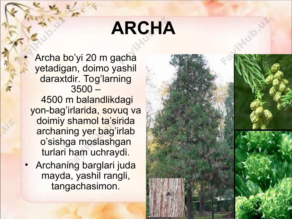 ochiq urug’li o’simliklar (qarag’aytoifa) bo’limi - Page 3
