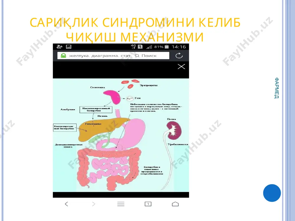 тиб криз бошланиши дўккаклилар, айрим дорилар, сулфаниламидлар, хлорамфеникол, фуразолидон, фенацетин, аспирин, хинин, пентангин ва бошқаларни қабул қилгандан сўнг сийдикнинг тўқ рангда бўлиши наслий гемолитик камқонлик глютатион тикланиши жараёнининг бузилиши оқибатида етилган эритроцитларнинг катта миқдордаги гемолизи содир бўлади гемолитик сариқликлар глобулин синтезининг наслий бузилишига боғлиқ жигар ва талоқнинг катталашуви қон зардобида темир моддаси миқдорининг кўп бўлиши гипохром камқонлик, анизоцитоз, пойкилоцитоз, “нишонсимон” эритроцитлар, ретикулоцитоз, фетал гемоглобин миқдорининг 20%гача ортиши (соғлом инсонда у 4%дан ошмайди ) талассемия эритроцитларнинг nacl гипотоник эритмасига юқори чидамлилиги гемолитик сариқликлар конюгирланмаган фракция ҳисобига билирубин даражаси 40-60 мкмоль/л гача ошган жигар ва талоқнинг катталашуви артралгия, қориндаги оғриқлар, ҳолсизлик кўпинча лимфогранулематоз, иммунокомплекс касалликлар, ярали колит, безгак, сепсис, токсоплазмозда кузатилади. аутоиммун гемолитик камқонлик қонда эритроцитларни лизирловчи анититаначалар аниқланади ретикулоцитоз, макроцитоз, микроцитоз, эритроцитларнинг осмотик резистентлиги камайган томиричи гемолизи жигар сариқлиги жигар сариқлиги гепатоцитлар структураси ва функциясининг турли хил бузилишларида ривожланиб қуйидаги шаклларни ўз ичига олади: жигар-ҳужайрали гептоцитлар мембраналарининг ўтказувчанлиги ва яхлитлигини зарарланиши …