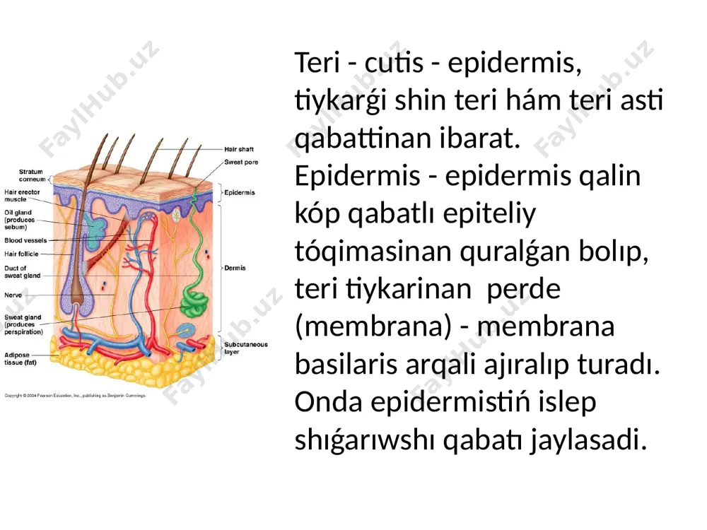 teri, teri payda etiwshi organlar ha'm dem aliw organlarin preparovka etiw - Page 3
