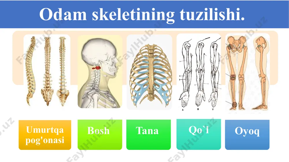 tayanch-harakatlanish sistemasining tuzilishi, funksiyasi va ahamiyati - Page 4