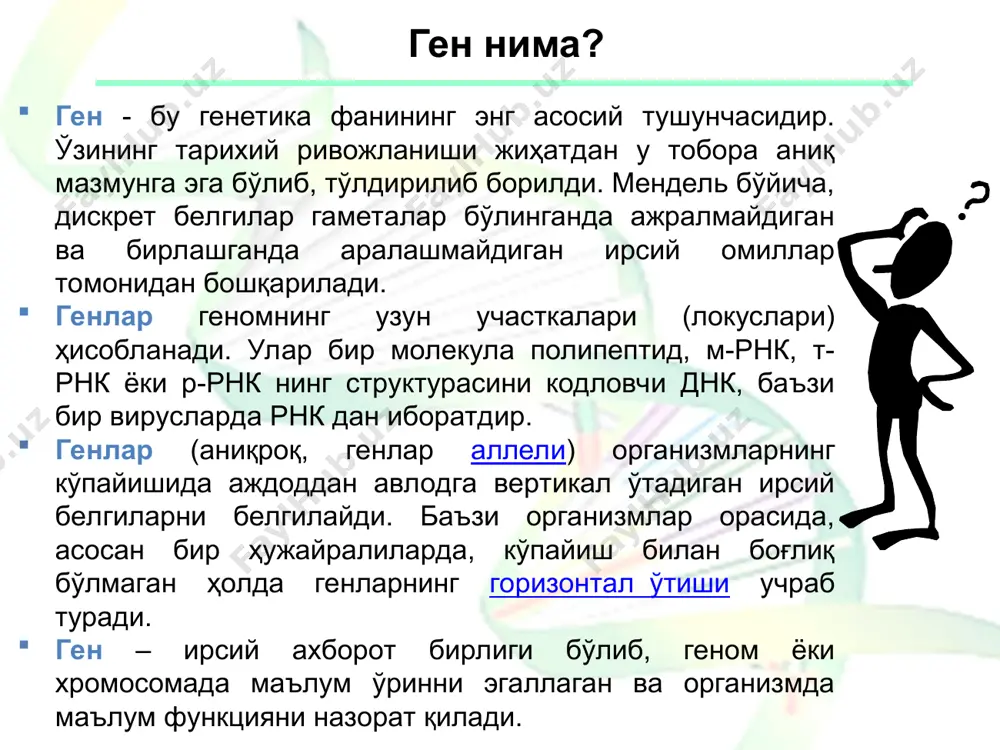 anadi, transkriptsiya darajasida boshqarilmaydi. har bir tsistron o'z promotori va terminatoriga ega. transkriptsiya birliklari- funktsional jihatdan o'zaro bog'langan, bir vaqtda transkriptsiyalanib, oxirida bir xil miqdordagi mahsulot sintezini ta'minlovchi turli genlar guruhi. operon- operator nazorati ostida dnk ning muayyan uchastkasida birin-ketin navbat bilan joylashgan struktur genlar guruhi. operon tarkibiga kiruvchi struktur genlar umumiy promotor, operator va terminatorga ega, bitta metobolik tsiklda ishtirok etadi va uyg'unlashgan holda boshqariladi. eukariotlarda struktur genlar mustaqil genlar funktsiyasini individual – transkriptsiyasini boshqa genlar transkriptsiyasiga bog'liq bo'lmagan holda amalga oshiradi. ulardan bir nechtasi faolligini garmonlar boshqaradi. takrorlanuvchi genlar xromosomada bir genning takrorlari (nusxalari) ko'rinishida faoliyat ko'rsatadi (t-rnk, r-rnk va giston genlari). giston genlari takrorlanishining sababi katta miqdordagi gistonlar sintezlanishi zarurligi bilan belgilanadi. klaster genlar – bu xromosomalarning muayyan uchastkasida joylashgan bir-biriga bog'langan-o'xshash turli genlar guruhidir. klaster tarkibiga faol funktsionirlanuvchi genlar va psevdogenlar kiradi. psevdogenlar nukleotidlar ketma-ketligi funktsional faol genlarning ketma-ketligiga o'xshash, ammo psevdogenlar ekspressiyalanmaydi va oqsilni ifodalamaydi. …