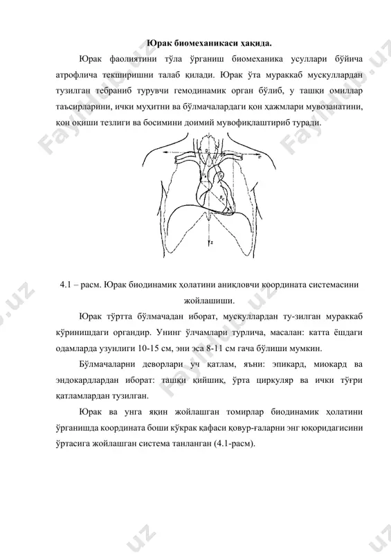 рга боғлиқ бўлган векторлар билан аниқланади, уни аналитик ифодаси (4,1) узун ўқ (радиус-вектор) 0,14м узунликда бўлиб, оғиш бурчаги 43-48дир (4.1 – расм). юракнинг пулpсацияли ҳаракати унга бириккан катта қон томирлари билан чегараланган. улар яна юракни бошқа органларга боғлаб туради. бундан ташқари юрак ҳаракати ўпка, перикард ва диафрагма билан чегараланган, улар юракка ёйилган юк тарзида босим беради. механика қонунларини қўллаб, система боғланишлардан озод қилиниб, улар ўрнига реактив кучлар қўйилади. бу реактив кучлар ҳам пулpсацияли характерга эга (4.2 ва 4.3 - расмлар). агар одам танаси тебраниш таъсирида бўлса, кўкрак қафаси билан биргаликда скелет (деформацияланмайдиган контейнер) гармоник тебранишлар ҳосил қилади. 4.3 – расм. боғланишлардан озод этилиб, реактив кучлар қўйилган юрак схемаси. (4,2) бу ерда ва -вертикалp ва горизонталp йўналишлардаги тебраниш амплитудалари; ва - мос равишда тебраниш частоталари. юрак қон-томир системасининг барча механик функ-цияларини бажаришга, бу системани бош мотори бўлган юрак энергетика нуқтаи-назаридан қараганда жуда кам энергия сарф қилиш принципи билан кўриш мумкин. шунинг …