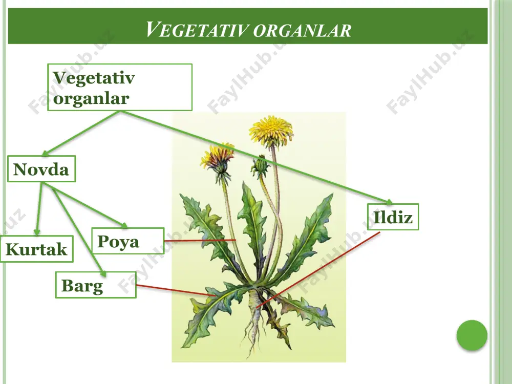 an. agar yosh ildiz uzunasiga kesib qaralsa, unda bir biridan aniq farq qiladigan 5 ta zonani ko’rish mumkin. bular quyidagilar: 1. ildiz qinchasi – o’suvchi hujayralarni tashqi tomondan qoplab turadi va ularning tashqi hujayralari tez nobud bo’lib, yemirilgan sayin o’rnini yangi hujayralar to’ldirib boradi. ildiz qinining ustida uning o’sish nuqtasi ya’ni konusi joylashgan. o’sish konusining hujayralari bir xil meristema hujayralardan iborat. hujayra po’sti yupqa, yirik, yadroli bo’lib, hujayralar orasida bo’shliq bo’lmaydi. ildiz konusining eng uchida joylashgan bitta bo’linadigan hujayra initsial hujayra deyiladi. 2. bo’linish zonasi – ildiz qini o’rab turgan, bo’linish xususiyatiga ega bo’lgan meristema hujayralar to’plamiga aytiladi. 3. o’suvchi zona – meristema hujayralaridan cho’ziq va ingichka hujayralar ajralib chiqadi va bular o’sish zonasini tashkil qiladi. bu zonada hujayralar bo’linishdan to’xtaydi va yiriklasha boshlaydi. 4. so’rish zonasi – birlamchi gistalogik elementlari paydo bo’lgan zona bo’lib, bunda epiblema hujayralarining bir qismi bo’rtib chiqib,ildiz tukchalarini hosil qiladi.uzunligi 1 mm bo’lib,qobig’i sellyulozadan iborat. …