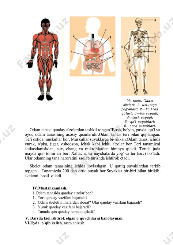 ar, oshqozon, ichak kabi ichki a'zolar bor teri tanamizni shikastlanishdan, suv, chang va mikroblardan himoya qiladi. terida juda mayda qon tomirlari bor. xaltacha va naychalarda yog' va ter (suv) bo'ladi. ular odamning tana haroratini saqlab turishda ishtirok etadi. skelet odam tanasining ichida joylashgan. u qattiq suyaklardan tarkib topgan. tanamizda 200 dan ortiq suyak bor.suyaklar bir-biri bilan birikib, skeletni hosil qiladi. iv.mustahkamlash. 1.odam tanasida qanday a'zolar bor? 1. teri qanday vazifani bajaradi? 2. odam skeleti nimalardan iborat? ular qanday vazifani bajaradi? 3. yurak qanday vazifani bajaradi? 4. tanada qon qanday harakat qiladi? v. darsda faol ishtirok etgan o`quvchilarni baholayman. vi.uyda o`qib kelish, rasm chizish. mro`tibo`__________ image1.png image2.png image3.png
