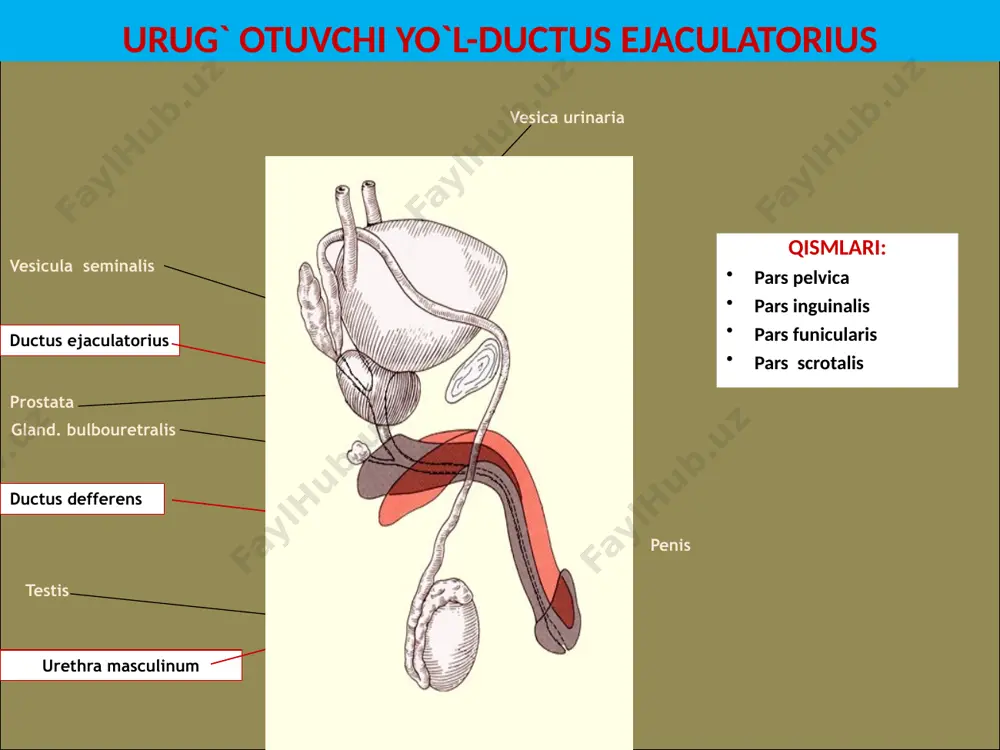 erkaklar tanosil a’zolari-organa genitalia masculina - Page 5