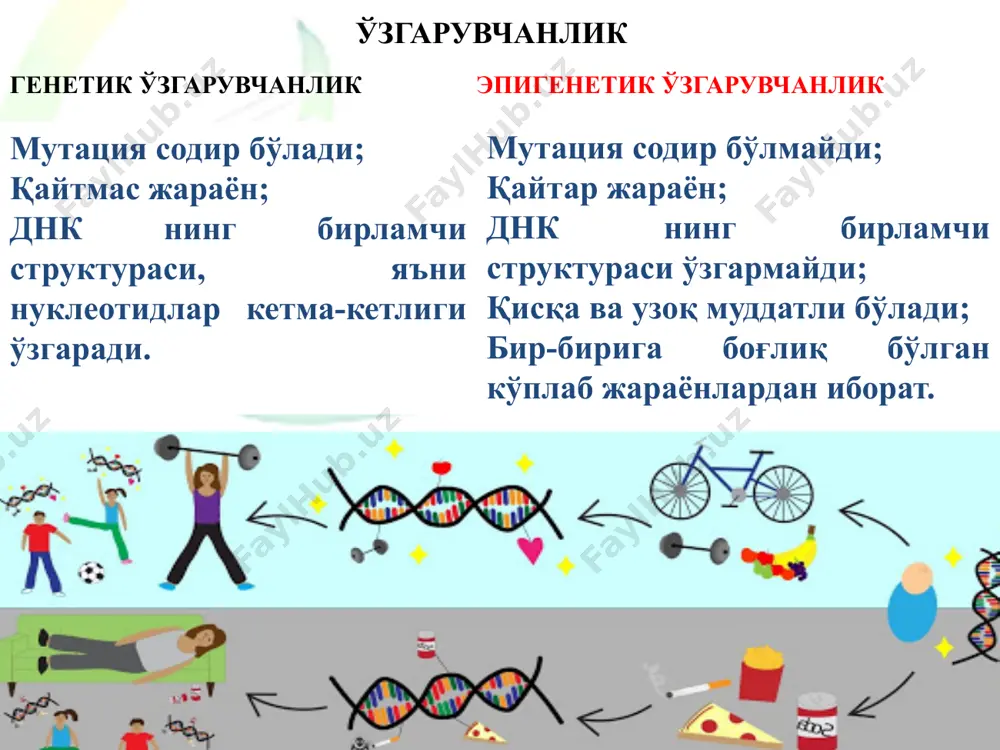 топган, атрофи 146 жуфт асосга эга днк билан ўралган. октомерлардаги гистонлар 20 та аминокислотадан иборат ҳаракатланувчи n-терминал қисмга (“думчага”) эга. ушбу думчалар нуклеосомалардан чиқиб, хроматин тузилишини сақлаб туриш, генлар экспрессиясини назорат қилиш каби вазифаларни бажаради гистон оқсиллар хроматиндаги оқсилларнинг энг кўп тарқалган тури бўлиб, днк ни қуюқлаштириш вазифасини бажаради 17 17 гистон модификацияси- гистон оқсиллари n-терминал қисми, яъни думчаларининг ацетилланиши, фосфорилланиши, метилланиши, атф-рибозилланиши, сумоилланиши ва убиквитинилланишидир. гистон думчалари одатда ўзларининг лизин ва аргинин аминокислоталарида мавжуд амин гуруҳлари туфайли мусбат зарядланган бўлади. ушбу мусбат зарядлар гистон думчалари билан днк асосидаги манфий зарядланган фосфат гуруҳларига таъсир ўтказади ва боғлашга ёрдам беради. нормал ҳужайрада содир бўлувчи ацетилланиш, гистондаги мусбат зарядларни аминларни амидларга ўзгартириш йўли билан нейтраллаб, гистонларнинг днк га боғланиш қобилиятини пасайтиради. бу боғланишнинг сусайиши хроматин кенгайишига имкон беради ва генетик транскрипцияга жой очилади. гистон деацетилазалар ўша ацетил гуруҳларини олиб ташлайди, гистон думчалари мусбат зарядларини кучайтиради ҳамда гистонлар ва днк асоси ўртасидаги юқори …