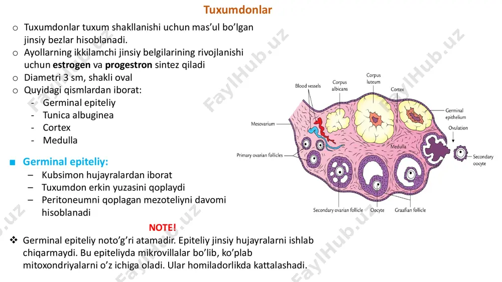 tuxumdon stromasidan ajratib turadi – follikular hujayralar va oosit o’rtasida bir xil membrana – zonula pellucida paydo bo’ladi – zona pellucida paydo bo’lishi bilan follikula ko’p qavatli birlamchi follikula deb ataladi – follikular hujayralar ko’payadi – membrana granulozasini tashkil etuvchi hujayralar qatlamini hosil qiladi – tuxumdonning bir tomonidagi hujayralar bir – biridan qisman ajralib chiqadi, natijada ular orasida follikular bo’shliq (antrum follicula) paydo bo’ladi – follikular bo’shliq suyuqlik – liquor follikuli bilan to’lgan  grafin molekulasi: – follikular bo’shliqning kattalashishi natijasida follikulaning devori (granuloza hujayralari hosil qilgan) ingichkalashadi – diametri 10 mmdan katta – oosit eksantrik holatda yotadi – granuloza hujayralari bilan o’ralgan (cumulus oophorus yoki cumulus ovaricus) – cumulus oophorusning eng ichki qatlami corona radiata deyiladi – oositni follikula devoriga bog’laydigan granuloza hujayralari discus poligerus deyiladi – follikula kengayganda membrana granulozasini o’rab turgan stromal hujayralar zichlashadi va theca interna ni hosil qiladi – theca interna estrogen gormonini ishlab chiqaradi, …