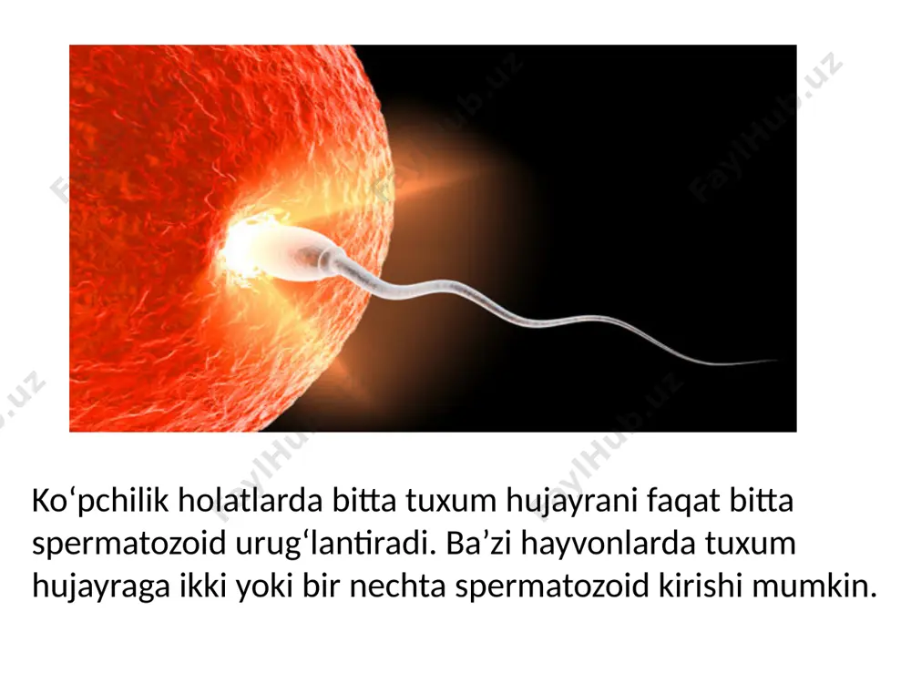 b, uning devori bir qavat hujayralardan tashkil topgan. blastula ichi suyuqlik bilan to‘lgan bo‘ladi, bu bo‘shliq birlamchi tana bo‘shlig‘i — blastosel deb ataladi. maydalanishda mitoz sikli juda tez o‘tadi, blastomerlar o‘smaydi va ular hujayralarining soni ko‘paygan sari kichrayib boradi. har xil turlarda maydalanishning o‘ziga xos tomonlari kuzatiladi. misol uchunblastulada- gi barcha hujayralar diploid to‘plamga ega, lekin tarkibidagi sariqlik miqdoriga qarab bir-biridan farq qiladi. morula va blastula o'rtasidagi farq nima? • embrional rivojlanish jarayonida zigota morulaga, keyin esa morula blastulaga aylanadi. • morula ichidagi hujayralar blastula hosil qiluvchi hujayralarga qaraganda kattaroqdir. • blastuladagi hujayralar soni morulaga qaraganda kattaroqdir. • morula hosil bo'lish muddati blastula hosil bo'lishidan past. morula va blastula o'rtasidagi farq nima? morula va blastula o'rtasidagi farq nima? • morula-mustahkam tuzilish, uning ichida suyuqlik bilan to'ldirilgan bo'shliq yo'q. blastokoel deb nomlangan suyuqlik bilan to'ldirilgan bo'shliq mavjudligi tufayli blastula-bu ichi bo'sh struktura. • trofoblast hujayralari moruladan farqli o'laroq blastulada bo'ladi. • …