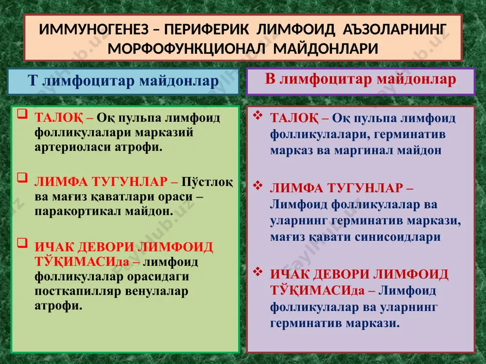 ақат: бош мия, нервлар, кўз, эндокрин ва жинсий безлар гематогистиоген тўсиғи мустахкамлигидан уларга нисбатан “толерантлик” пайдо бўлмайди. аутоиммун касалликлар аутоиммун касалликлар ривожланишида 3 та патогенетик механизмлар ётади: 1 – аслида “толерантлик” ҳолати йўқ тўқима ва аъзолар “гематогистиоген тўсиғи”нинг бузилиши. 2 – иммунокомпетент тизим эффекторлари функционал ҳолатининг бирламчи бузилиши, “ўз” ва “ёт” антигенларни фарқ қилиш ҳолатининг йўқолиши. 3 – организмнинг касалланган тўқима ва аъзоларида “ёт антиген” ёки “аутоантиген” ларнинг пайдо бўлиши. бу механизмлар асосида ривожланадиган касалликлар - 3 та гуруҳ аутоиммун касалликларни ташкил қилади. аутоиммун касалликлар аутоиммун касалликларнинг - 3 та гуруҳи: 1 – органга хос бирламчи аутоиммун касалликлар (хашимото бўқоғи, энцефаломиелит, полиневрит, идиопатик аддиссон касаллиги, асперматогения, симпатик офтальмия). 2 – системали аутоиммун касалликлар (ревматизм, системали қизил югурик, ревматоид артрит, склеродермия, дерматомиозит). 3 – суринкали касалликларга қўшилиб келувчи аутоиммун касалликлар (гепатит, гастрит, энтерит ва бошқ.). иммунодефицитлар иммунодефицит, бу – организмнинг махсус ҳимоясини бажарувчи иммун тизимнинг бирламчи ҳамда орттирилган етишмасликларидир. 3 хил …