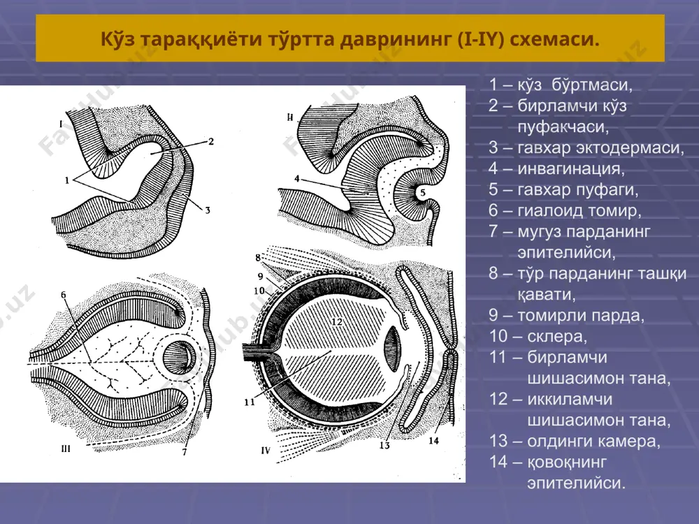 ёпилган (13) даҳлизда иккита қопча мавжуд – эллиптик (utriculus) (16) ва сферик (sacculus) (17). ярим айлана каналлар (18) шаклига кўра суяк каналларига ўхшаш ва ампуляр бўлимлар билан якунланади (19). чиғаноқ. чиғаноқ канали кесимида учта бўлим кўринади: scala vestibuli, scala media, scala tympany. стрелка билан эшитиш нерви кўрсатилган. кортий аъзоси – кучли катталаштирилган. 12 – қопловчи мембрана, 13 а-б – устун ҳужайралар, 14 – кортиев туннели, 15 – ички сенсор ҳужайралар, 16 – ташқи сенсор ҳужайралар, 17 – ички фаланга ҳужайралари, 18 – ташқи фаланга ҳужайралари, 19 – ички чегараловчи ҳужайралар, 20 – ташқи чегараловчи ҳужайралар. кортий аъзоси чиғаноқнинг аксиал кесими – спирал ганглий (1) спирал аъзо толасимон ҳужайрасининг тузилиш схемаси 1 – фаланга ҳужайраси, 2 – эшитиш анализатори нейронларининг дендритлари, 3 – толасимон ҳужайранинг ядроси, 4 – кутикула (гликопротеид табиатли пленка), 5 – стереоцилия, 6 – митохондрия, 7 – эфферент нерв толалари. эллиптик қопча доғи орқали кўндаланг кесим ва ампулляр …
