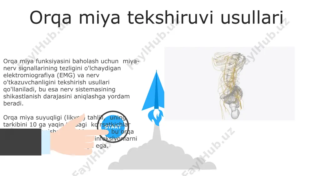 flekslari, masalan, patellar refleksi (l2-l4 segmentlari) singari, mushak uzunligining o'zgarishiga javoban tezkor, ixtiyoriy bo'lmagan harakatlarni o'z ichiga oladi va bu refleks yoyining integritetini baholash uchun klinik jihatdan muhimdir. orqa miya reflekslari monosinaptik (masalan, patellar refleksi) yoki polisynaptik (masalan, flexor refleksi) bo'lishi mumkin, bu esa ularning murakkabligi va kechikish vaqtida farqlarni keltirib chiqaradi; polisynaptik reflekslar ko'proq interneyronlarni o'z ichiga oladi. 06 05 04 orqa miya moddasi: oq modda 01 02 oq modda, 3 asosiy traktlardan – somato-sensorli, piramidal va ekstrapiramidal traktlardan – iborat boʻlib, har biri turli xil neyronlar va funksiyalarni oʻz ichiga oladi. orqa miya oq moddasida taxminan 1011 ta neyron mavjud boʻlib, ularning aksariyati oligodendrotsitlar tomonidan hosil qilingan miyelindan iborat boʻlib, impulslarning tez va samarali uzatilishiga yordam beradi. orqa miya himoyasi orqa miya himoyasida 3 ta asosiy qavat mavjud: suyak (umurtqa pog'onasi), ligamentlar va meningeal membranalar. ular birgalikda orqa miyani mexanik shikastlanishlardan himoya qiladi, ayniqsa, 7 ta servikal umurtqa …