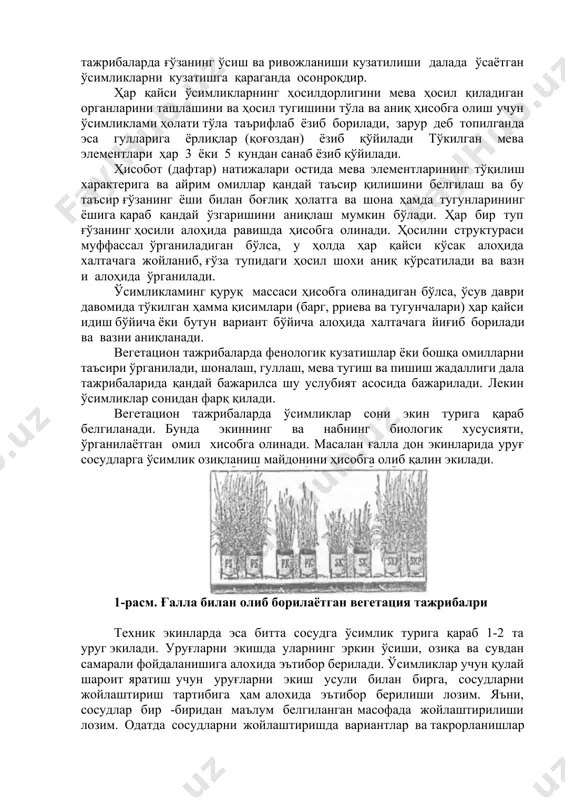 сув шохларининг пайдо бўлиши билан уларнинг ҳаммасини юлиб ташлаш тавсия этилади. яганалаш вақтида ҳамма ўсимликларни пухталик билан кўздан кечириб, фақат заиф, нимжон ва ҳашоратлар зарарлантирган майсаларинигина юлиб олиш керак. майсаларга ҳашорат тушиш хавфи бўлса, уларга қарши ишлов бериш ёки олдини олиш керак. ҳаво исий бошлаши билан тажриба идишларига пахтачилик ёки газламадан тикилган жилт кийгизилади. битта тажрибага қарашли идишларнинг ҳаммаси бир хилда ўралиши керак. бу тадбир ўсимликларнинг илдизини ортиқча қазишдан сақлайди. жилтининг вазни идишнинг умумий оғирлигига қўшиб қўйилади. тажрибадаги ўсаётган ғўзаларни суғориш ўсув даврининг охиригача давом этади. идишдаги намларга ҳар куни 2-3 мартагача сув қуйилади. мева тугиш даврида идишларнинг тупроқлари босилиб зичланади. шуни кузда кўриб идишларнинг тупроқларини қаттиқ қуритиб қўйишга ва уни кейин сероб қилиб суғоришга йўл қўйилмайди. ғўзаларнинг ўсишига мос ҳолда идишларнинг доимий оғрилигини ошириб бориш мумкин. вегетацион тажрибаларда ғўзанинг ўсиш ва ривожланиши кузатилиши далада ўсаётган ўсимликларни кузатишга қараганда осонроқдир. ҳар қайси ўсимликларнинг ҳосилдорлигини мева ҳосил қиладиган органларини ташлашини ва …