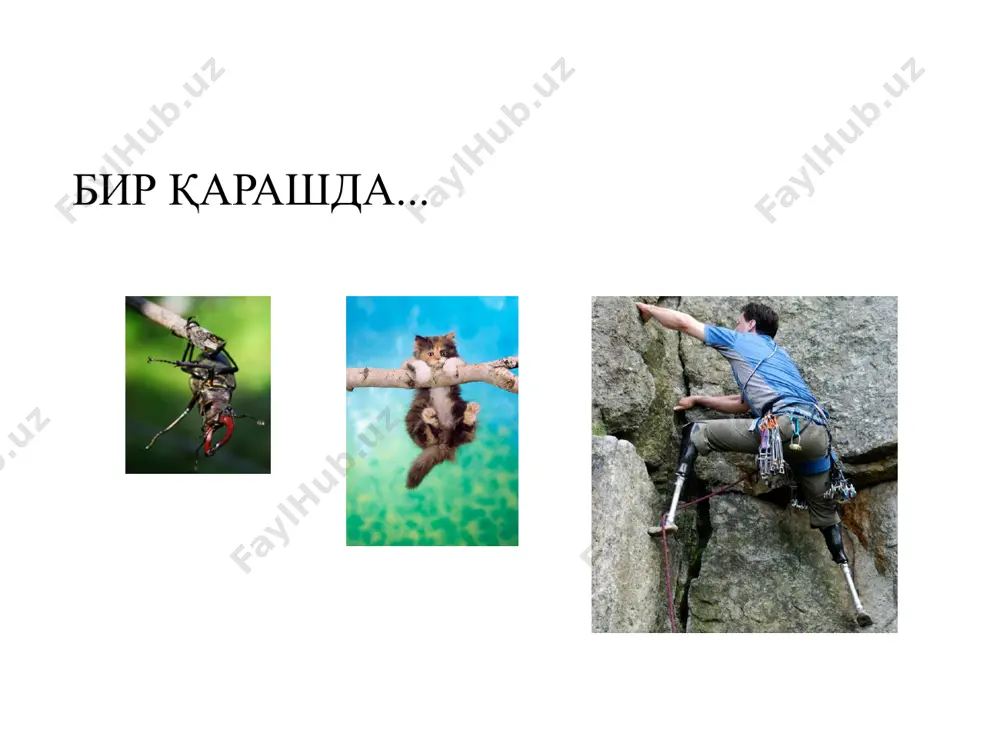 иродавий соҳани экспериментал ўрганиш - Page 5