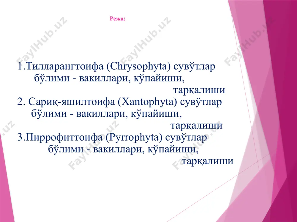 р ичида 1-2 та қўнғир рангли хроматофори ва узун-калта икки хивчини бўлади. у бўлиниш йўли билан кўпаяди. бокалчадаги ҳужайра узунасига иккига бўлинади. улардан бири бакалча ичида қолади, иккинчиси эса сузиб чиқиб, бакалчанинг четига ёпишади ва ривожланиб янги бакалча ҳосил қилади. шу тарзда динобрион колониясининг шохчалари кўпайиб бораверади. шолипояларда, ҳовузларда учрайди. вакил: синура-synura синура эркин сузиб юрувчи, шарсимон, умумий шилимшиқ пардаси бўлмаган колониал сувўт. ҳужайраси тескари тухумсимон, устки томонида икки хувчини ташқарига йўналган. цитоплазманинг марказида битта ядро жойлашган. вакуоласи мавжуд, кўзча бўлмайди. 2-бўлим. сариқ-яшил сувўтлар-xanthophyta сариқ-яшил сувўтлар бўлими вакилларининг иккита хивчинлари тенг эмас, зооспоранинг учига яқин ёнбошидан чиқади. хивчини узун, кўпинча олдига қараган, орқа томонга қайрилган. ҳужайра пўсти икки палладан иборат бўлиб, устини пектин моддаси ўраб туради. хроматофорида хлорофиллдан ташқари каротиноидли сарғиш пигмент бор, хроматофорининг шакли пластинкасимон, кўпинча пиреноидсиз бўлади. чучук сувли ҳавзаларида ва денгизларда тарқалган. 60 дан ортиқ туркум ва 200 га яқин тури бор. 2-бўлим. сариқ-яшил сувўтлар -xanthophyta вакил:хлорамёба …