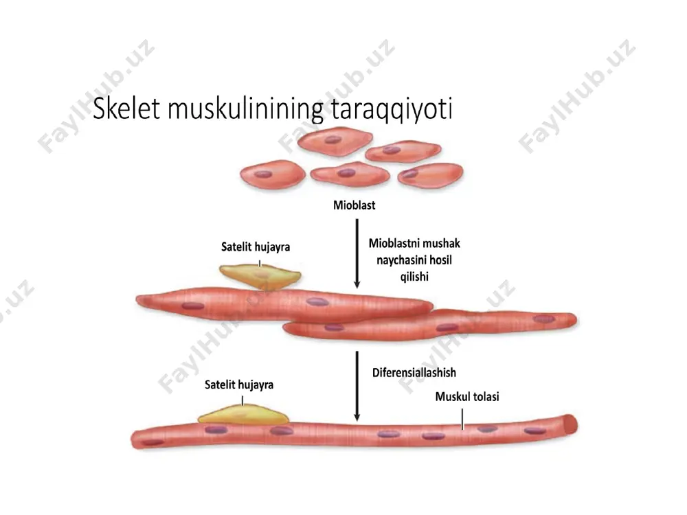 zluksiz miofibrillalar aniqlangan emas. hujayra sitoplazmasida bo'ylama joylashgan submikroskopik protofibrillalar mavjud bo'lib, ular tutamlar hosil qilmaydi. protofibrillalar yoki mikrofilamentlarning ikki turi farqlanadi: aktin va miozin. miozin protofibrillalar diametri 17 nm ga teng bo'lib, yo'g'on protofibrillalardir. aktin mikrofilamentlar nozik bo'lib qalinligi 7 nm ga teng. ikkala filamentlar ham mushak bo'shashgan holatda burchak hosil qilib yoki hujayra bo'yi bo'yicha joylashgan bo'lib mushak qisqarganda o'z joylashishini o'zgartiradi. silliq mushak hujayralarida ko'ndalang-targ'illik kuzatilmaydi, chunki filamentlar o'zaro tartibli joylashmagan. ular sarkomerlar hosil qilmaydi, plastinkalar ham topilmagan. silliq mushak hujayralarida ham tropomiozin, troponin va a-aktinin oqsillari topilgan. aktin oqsillarining sitolemmaga birlashgan qismida yoki aktin protofibrillaning o'rta qismida zich tanachalar uchraydi. zich tanachalar oddiy mikroskopda to'q dog' shakliga ega. zich tanachalar ko'ndalang-targ'il mushak tolasining z plastinkasida uchrovchi aktinin tutgani uchun, bu tanachalarni z plastinkaning analogi deb taxmin qilish mumkin, lekin ular betartib joylashtan. mushak qisqarish jarayonida xuddi ko'ndalang-targ'il mushakdagi singari aktin va miozinning o'zaro sirpanishi yuzaga keladi. …