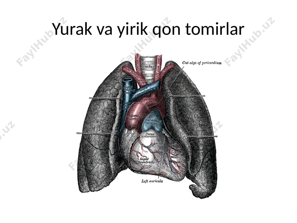 at bo'ladi. qon tarkibida maxsus oqsil moddalar — antitelolar bor bo'lib, ular o'z navbatida organizmga tushgan begona oqsillar, mikroblarga (antigenlarga) javoban ishlab chiqariladi. antitelolarning asosiy roli ko'rsatib o'tilgan antigenlarni zararsizlantirish (neytrallash) hisoblanadi; 3) gomeostatik (gomeostaz ~ organizm ichki muhitining doimiyligini ta’minlash emakdir) vazifasi - qon orqali har xil organ va sistemalarning fiziologik faoliyatiny bajarishda ishtirok etuvchi gormonlar va turli xil moddalar tashiladi. o'z ximiyaviy tarkibining muayyanligi tufayli qon organizmda fizik-kimyoviy ko'rsatkichlaming doimiyligini, chunonchi, tana haroratining, osmotik bosimning va organizmda kislota-asos tengligining doimiyligini ta’minlab turadi. qon plazmasi (plasma sanguinis) rangsiz, tiniq suyuqlik bo'lib, 90—92 foiz suvdan va 8—10 foiz quruq moddadan iborat. quruq moddaning 5,5—8 foiz oqsillar bo'lib, 2—3,5 foizini esa o r g a n i к va m i n e r a l birikmalar hosil qiladi. qon oqsillaridan eng muhimlari albumin (4,5—5,5 foiz), globulin (1,2—2,5 foiz) va fibinogen dir (0,2—0,6 foiz). oqsillar miqdori va ularning protsenti nisbati fiziologik …