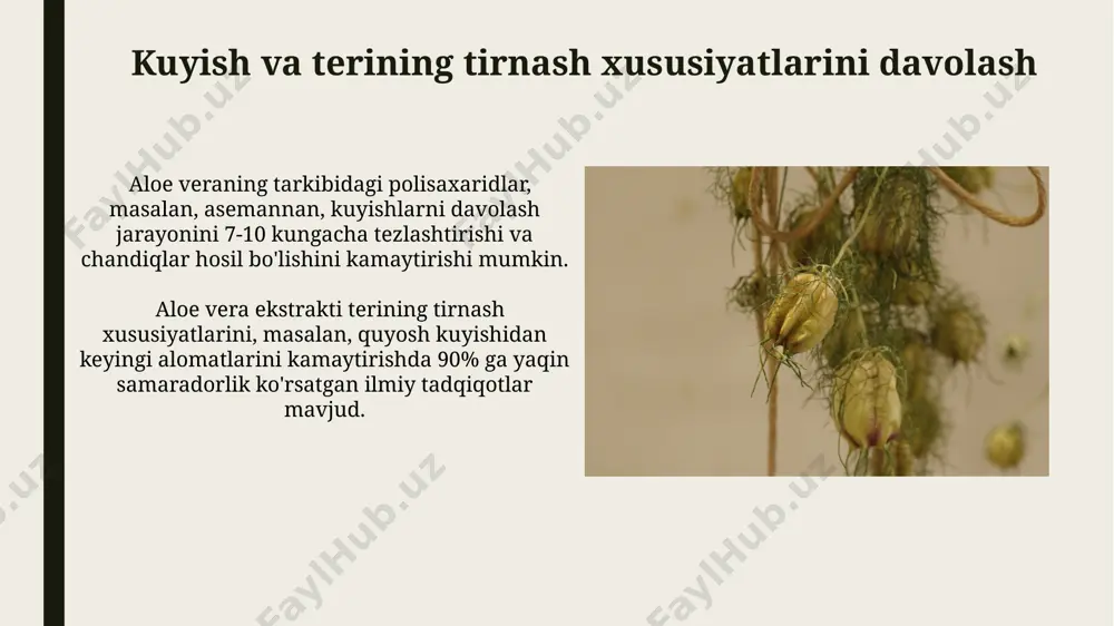 oshqozon yaralarini davolashda aloe vera jeli yallig'lanishga qarshi ta'sir ko'rsatib, shikastlangan to'qimalarning tiklanishini 2-3 kun tezlashtiradi. aloe vera sharbati ich qotishini davolashda samarali bo'lib, ovqat hazm qilish tizimini yaxshilaydi va ichak mikroflorasini 30% ga yaxshilaydi. yaralarni davolashdagi roli aloe vera tarkibidagi polisakkaridlar, masalan, asemannan, yaralarning tezroq bitishiga yordam beradi va chandiq to'qimalarining shakllanishini kamaytiradi. aloe vera yara yuzasidagi bakteriyalar sonini sezilarli darajada kamaytiradi, chunki u tabiiy antiseptik xususiyatlarga ega va 90% dan ortiq bakteriyalarni yo'q qila oladi. kosmetikada qo'llanilishi aloe vera jeli tarkibida 99% suv bo'lib, terini namlaydi va 1-2 soat davomida namlikni ushlab turadi, shu sababli dehidratatsiyadan himoya qiladi. aloe vera ekstrakti ko'plab kosmetik vositalar, jumladan, 30 dan ortiq turdagi krem, loson va maskalarda antioksidant va yallig'lanishga qarshi xususiyatlari tufayli qo'llaniladi. virusli infektsiyalarga qarshi kurash aloe veraning antiviral xususiyatlari uning tarkibidagi aloin va antrakinonlar kabi birikmalar bilan bog'liq bo'lib, ular virusli replikatsiyani bostirishi mumkin. tadqiqotlar shuni koʻrsatdiki, aloe vera …