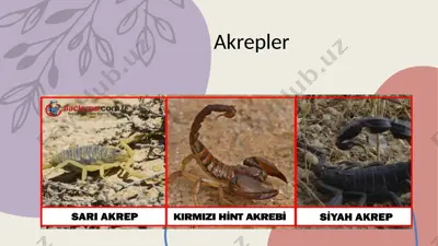 akrepler — PPTX