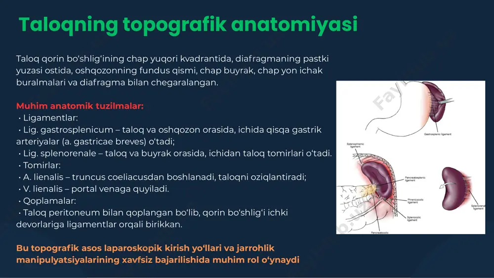tura yordamida yopiladi. • jarrohlik jarayonida qon ketishini oldini olish uchun bu bosqich eng muhim sanaladi. taloqni qorin bo‘shlig‘idan ajratish va chiqarish • ligamentlar va qon tomirlari kesilganidan so‘ng, taloq bo‘shadi. • taloq yumshoq maxsus torba (specimen retrieval bag) ichiga joylashtiriladi. • keyin taloq kichik yirtilgan qorin devori orqali yoki trokar joyidan chiqariladi. • zarur bo‘lsa, taloq mayda bo‘laklarga bo‘linib chiqarilishi mumkin. operatsion maydonni tekshirish va qon ketishni to‘xtatish • taloq chiqarilgach, operatsion maydon yana ko‘zdan kechiriladi. • qon ketish yoki boshqa asoratlarning oldini olish uchun qon tomirlari va jarrohlik sohalari diqqat bilan tekshiriladi. • zarur bo‘lsa, qo‘shimcha koagulyatsiya yoki tamponada amaliyotlari amalga oshiriladi. pnevmatik bosimni kamaytirish va trokarlarni chiqarish • qorin bo‘shlig‘idagi gaz asta-sekin chiqariladi. • trokarlar ehtiyotkorlik bilan chiqariladi va jarohat joylari tikiladi. • operatsiya yakunlanadi. a story about wardiere medical laparoskopik splenektomiyadan keyingi parvarish dastlabki monitoring va intensiv parvarish • operatsiyadan keyin bemor reanimatsiya yoki intensiv terapiya …