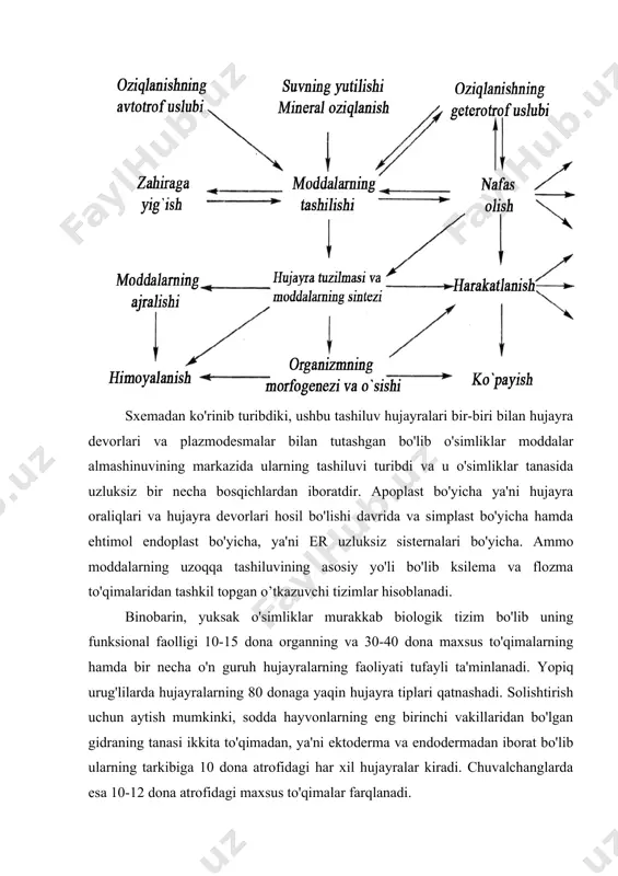 besh foizini tashkil qilishi mumkin. bundan tashqari kul tarkibida juda oz miqdorda bo'lsada, mis, molibden, rux, marganes kabi elementlar uchraydi. ularni mikroelementlar deb ataladi. o'simlikdagi zahira moddalar. ular asosan ikki xil bo'ladi. birinchisi-azotsiz birikmalar bo'lib ularga uglevodlar va yog'lar kiradi. ikkinchisi oqsil birikmalaridir. uglevodlar c, h, o dan tashkil topadi va ularning eng ko'p tarqalgan formasi-kraxmal-(c6h10o5)n. u o'simliklarda fotosintez jarayonida hosil bo'ladi va kraxmal donachalari ko'rinishida to'planadi. sholida-80%, bug'doyda 60-70%, amarantda-60-65%, kartoshkada-20% kraxmal uchraydi. kraxmal suvda erimaydi, ammo kolloid eritma hosil qiladi. kraxmalga yod bilan sifatli reaksiya qilinganida uning ko'k rangga bo'yalishi kuzatiladi. kraxmal hujayralardagi amilaza fermentlari ta'sirida dekstran va maltozagacha parchalanadi. amilaza (c6h10o5)n + h2o c12h22o11 polisaxaridlarga kraxmaldan tashqari sellyuloza ham kiradi. u o'simlik hujayra po'stining asosini tashkil qiladi. bargning 15-25%, yog'ochning-50%, paxta tolasining-90% sellyulozadan iborat. sellyuloza suvda erimaydi. gemisellyuloza ham hujayra po'stining asosiga kiradi, suvda erimaydi, ishqorlarda yaxshi eriydi. u o'simliklarning yog'ochlik qismida ko'p uchraydi. pektin moddasi ham …