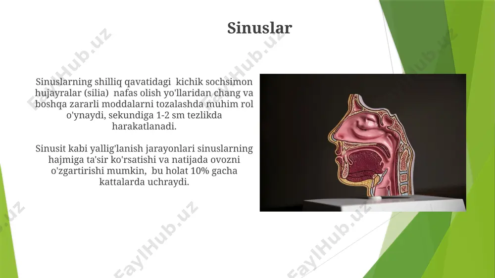 nutq organlari va ularning vazifalari - Page 5