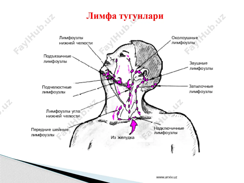 периферик қон яратувчи ва иммун химоя аъзолар. талоқ ва лимфа тугуни, тузилиши. т ва в зоналар - Page 4