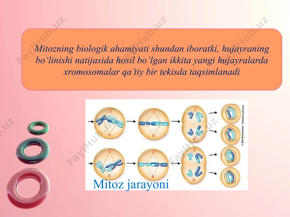 sitokinez, mitoz va meyoz - Page 3