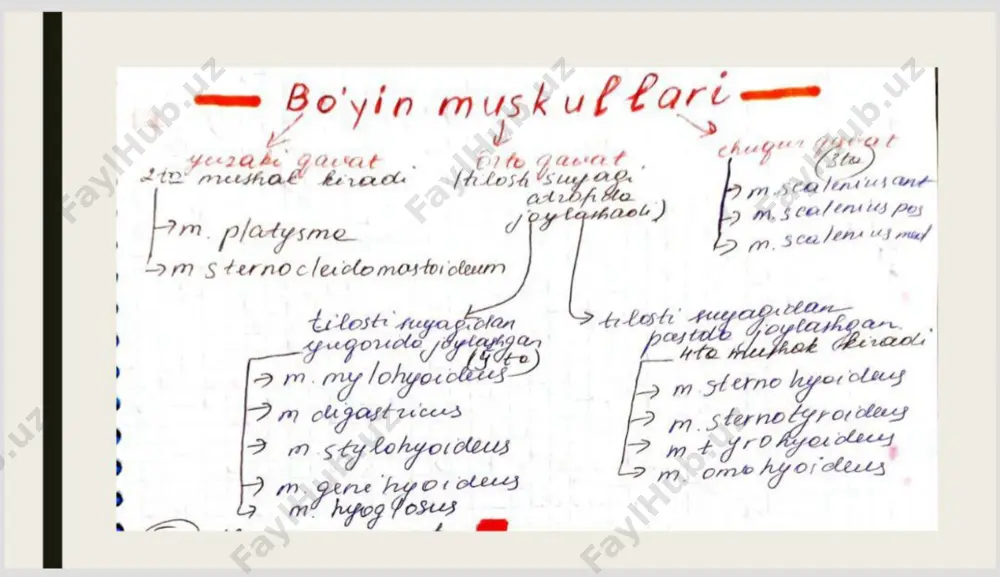 bo'yin uskullari va bo'yin topografiyasi - Page 3