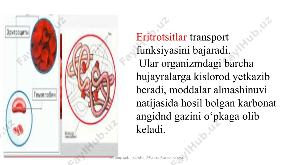 eritrotsitlar yarim yillik xisoboti - Page 3