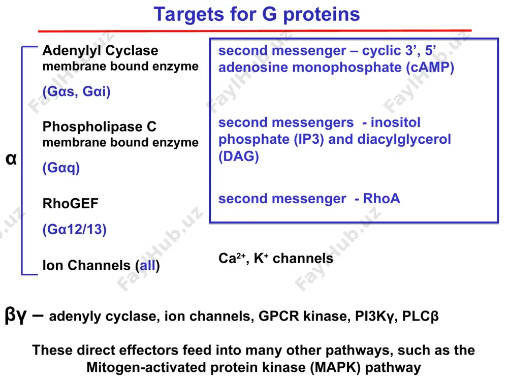inase, and glycogen phosphorylase—are in a 1:10:240 ratio, which dramatically illustrates the amplifica- tion of the effects of epinephrine and camp. although such a cascade may seem overcomplicated, it not only greatly amplifies an external signal but also allows an entire group of enzyme-catalyzed reactions to be coordi- nately regulated by a single type of signaling molecule. in ad- dition, the multiple steps between stimulus and final response offer possibilities for regulation by other signaling pathways, thereby fine-tuning the cellular response. we will encounter other examples of cascades in signaling pathways discussed in the next chapter. several mechanisms regulate signaling from g protein–coupled receptors several factors contribute to termination of the response to hormones recognized by "-adrenergic receptors and other re- ceptors coupled to gs. first, the affinity of the receptor for hormone decreases when the gdp bound to gs# is replaced with a gtp following hormone binding. this increase …