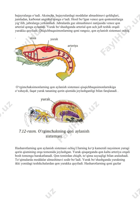 umurtqaasizlarning qon aylanish sistemasi - Page 5