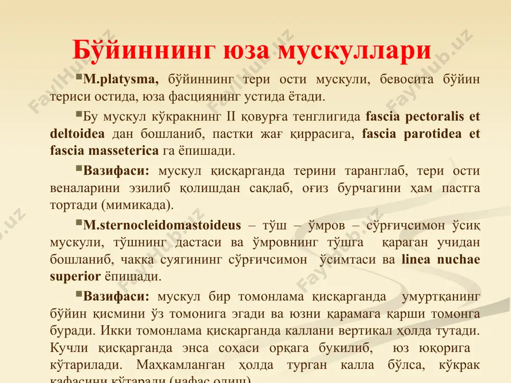 ок этади. бўйиннинг чуқур мушаклари m. rectus capitis ant. m. rectus capitis lat. m. longus colli m. longus capitis m. scalenus ant. m. scalenus med. m. scalenus post. бўйин учбурчаклари 3 4 5 1 6 2 3 5 1 6 2 4 бўйин учбурчаклари fossa retromandibularis мушаклараро бўшлиқлар бўйин фасциялари, fascia colli, ёки fascia cervicalis (халқаро анатомик терминология, римдаги xv халқаро анатомик конгрессда тасдиқланган , 1999 й.) i ii iii mm. infrahyoidei glandula thyroidea vagina carotica m. sternocleidomastoideus m. trapezius lig. suspensorium glandulae thyroideae учта пластинка: fcat, 1999 -x- -x- spatium prevertebrale х х бош соҳаси мускуллари. бош соҳаси мускуллари 3 гуруҳга бўлинади. чайнов мускуллари мимика мускуллари калла гумбази мускуллари чайнов мускуллари. m.masseter чайнов мускули, ёноқ суягининг пастки четидан, ёноқ равоғидан бошланади, паст жағ суяги шохининг ташқи юзасидаги tuberositas massetirica га ёпишади. m.temporalis, чакка мускулининг бошланиш соҳаси linea temporalis superior гача бориб, мускул бутун чакка чуқурчасини тўлдириб туради. мускул толалари …